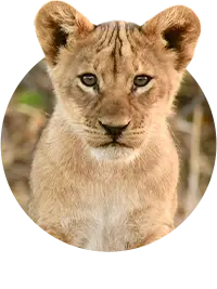 Dieren